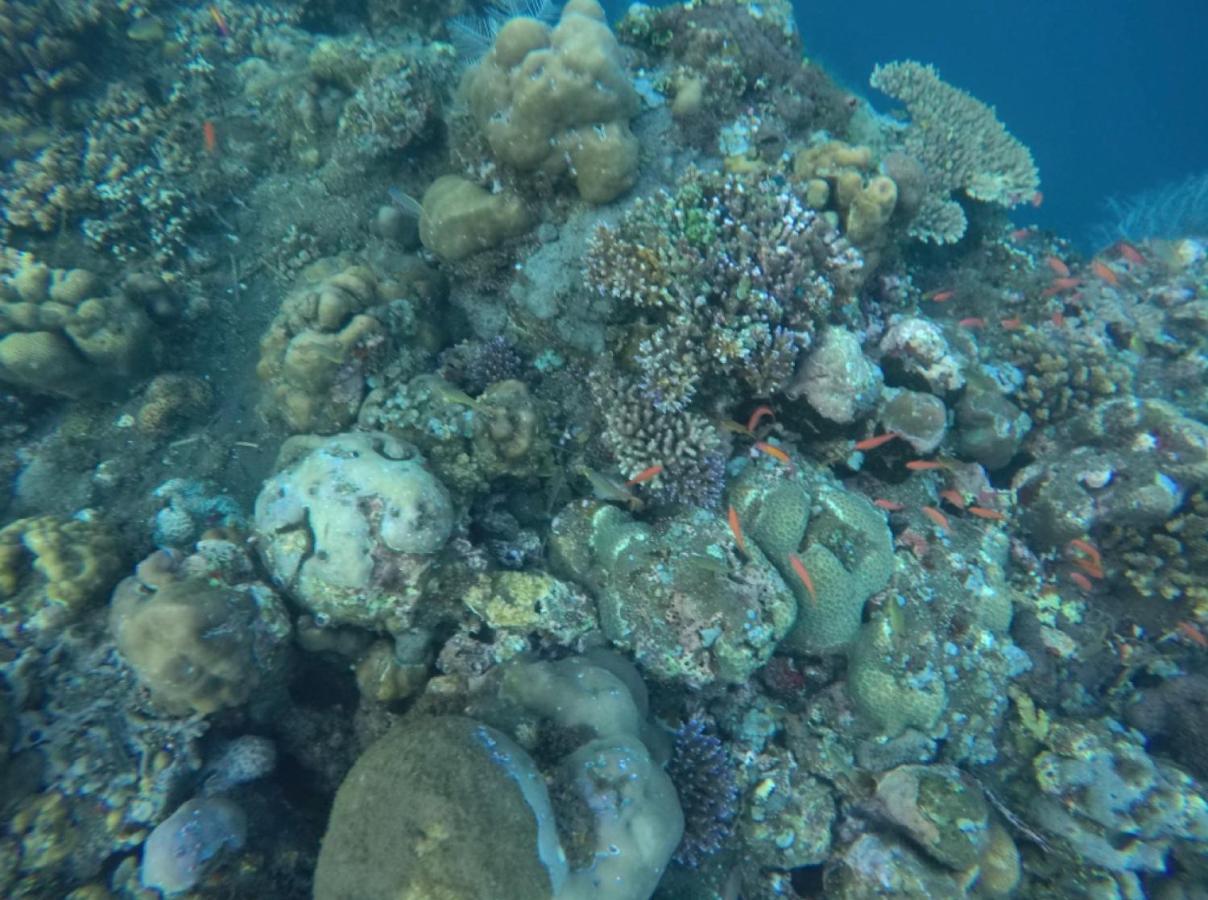 Bali Segara Lestari Oceanfront Villas Tejakula Εξωτερικό φωτογραφία